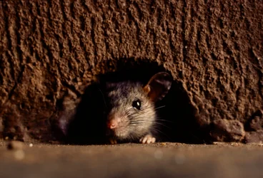 Nærbilleder af almindelige brune rotter, attus norvegicus