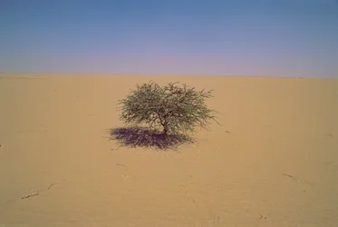 Isoleret træ i en ørken i Niger, Afrika. måske "Arbre du Tenere" eller tilsyneladende gr...