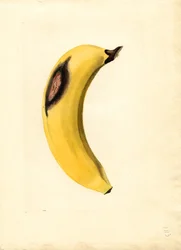 Banan (Musa) (akvarel)