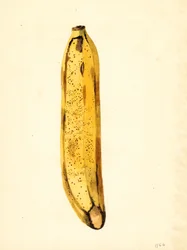 Banan (Musa) (akvarel)