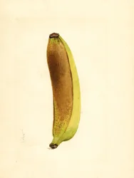 Banan (Musa) (akvarel)