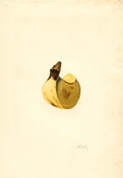 Banan (Musa) (akvarel)