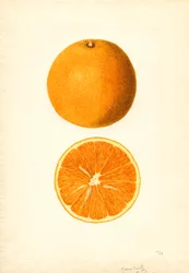 Boone Early Oranges (Citrus sinensis) (akvarel)