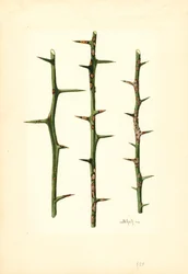 Citruskræft på stængel af appelsinplante (Poncirus trifoliata) (akvarel)