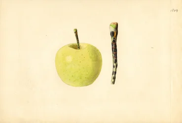 Golden Delicious-æble (Malus domestica) (akvarel)