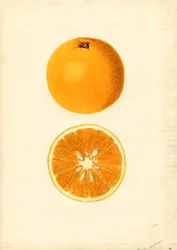 Homosassa appelsiner (Citrus sinensis) (akvarel)