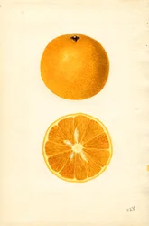 Mallorcas appelsiner (Citrus sinensis) (akvarel)