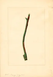 Kvist af appelsintræ (Citrus sinensis: Valencia) (akvarel)