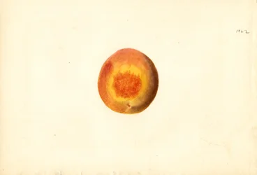 Fersken (Prunus persica: Elberta) (akvarel)