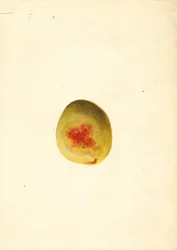 Fersken (Prunus persica: Elberta) (akvarel)