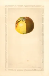 Russet æble (Malus domestica) (akvarel)