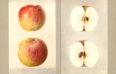 Wilson juni-æbler (Malus domestica) (akvarel)