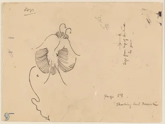 Sommerfugl (recto); Fragment af sommerfugl (verso)