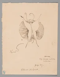 Sommerfugl (recto); Fragment af sommerfugl (verso)