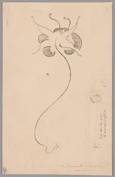 Sommerfugl (recto); Studie af sommerfugl (verso)