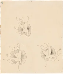 Tre sommerfugle