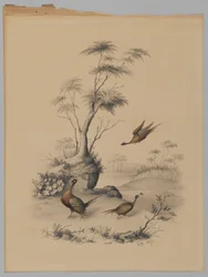 Tre fasaner, 1873 (grafit & wc på papir)