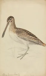 En Snipe