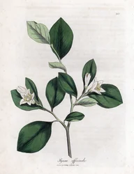 Aliboufier - Storax, Styrax officinalis. Håndfarvet kobberstik fra en botanisk illustration af James Sowerby fra William Woodville og Sir William Jackson Hookers "" Medical Botany,"" John Bohn, London
