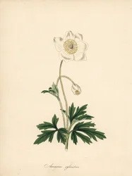 Anemone of the bores - Snowdrop anemone, Anemone sylvestris. Taget fra en illustration af James Sowerby i William Curtis