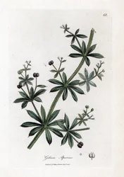Anis sukker eller scatteron - Kløver eller gåsegræs, Calium aparine. Håndfarvet kobberstik fra en botanisk illustration af James Sowerby fra William Woodville og Sir William Jackson Hookers "" Medical Botany,"" John Bohn, London