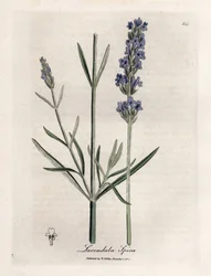 Apic lavendel. Håndfarvet kobberstik fra en tegning af James Sowerby (1757-1822), i Botanique Medicinale