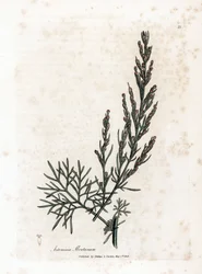 Aurone- eller citrongræs- eller sagebrush citrongræs - Southernwood, Artemisia abrotanum. Håndfarvet kobberstik fra en botanisk illustration af James Sowerby fra William Woodville og Sir William Jackson Hookers "" Medical Botany,"" John Bohn, Lond