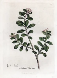 Bjørnedrue eller bjørnebær - Efterfølgende arbutus eller bjørnebær, Arctostaphylos uva-ursi. Håndfarvet kobberstik fra en botanisk illustration af James Sowerby fra William Woodville og Sir William Jackson Hookers "" Medical Botany,"" John Bohn, Lond