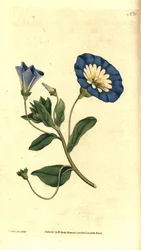 Smuk dag- eller tricolor bindweed - Lille bindweed, Convolvulus tricolor. Håndfarvet kobberstik og botanisk illustration af James Sowerby fra William Curtis