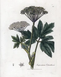 Benzoin eller Imperatory - Almindelig masterwort, Imperatoria ostruthium. Håndfarvet kobberstik fra en botanisk illustration af James Sowerby fra William Woodville og Sir William Jackson Hookers "" Medical Botany,"" John Bohn, London