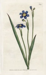 Bermudian med smalle blade - Litografi af James Sowerby (1757-1822), fra Botanical Magazine af William Curtis (1746-1799)