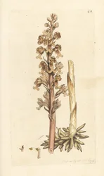 Fuglerede orkidé, Neottia nidus-avis (Fuglerede ophrys, Ophrys nidus-avis). Håndfarvet kobberstik efter en illustration af James Sowerby fra James Smith