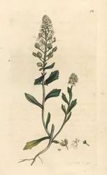 Bitter candytuft, Iberis amara. Håndfarvet kobberstik efter en illustration af James Sowerby fra James Smith