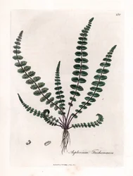 Sort doradilla eller falsk kapillær (bregne) - Almindelig jomfruhårbregne eller milt, Asplenium trichomanes. Håndfarvet kobberstik fra en botanisk illustration af James Sowerby fra William Woodville og Sir William Jackson Hookers "" Medical Bo