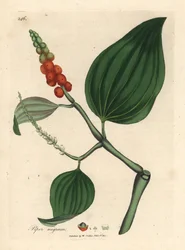 Sort peber, Piper nigrum