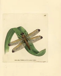 Blå jager, Libellula fulva (plettet guldsmede, Libellula conspurcata). Håndfarvet kobberstik af James Sowerby fra The British Miscellany, eller farvede figurer af nye, sjældne eller lidet kendte dyreemner.