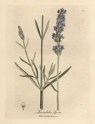 Blåblomstret lavendel, Lavandula spica