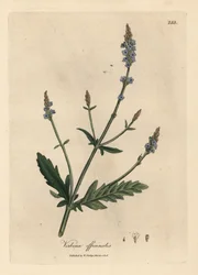 Blåblomstret vervain, Verbena officinalis