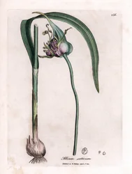 Botanisk tavle: Dyrkende hvidløg (Allium sativum) med løg, blade og lilla blomster. Håndfarvet kobberstik fra en illustration af James Sowerby. Uddrag fra bogen af William Woodville og Sir William Jackson Hooker "" Botanique medic