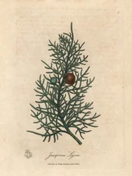 Gren og bær af cedertræet Juniperus lycia