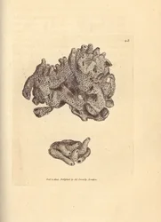 Brødkrummesvamp, Halichondria panicea (kompakt rørformet svamp; Spongia compacta). Håndfarvet kobberstik af James Sowerby fra The British Miscellany, eller farvede figurer af nye, sjældne eller lidet kendte dyreemner.
