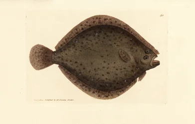 slethvar eller dragefisk, Scophthalmus rhombus (Pleuronectes rhombus). Håndfarvet kobberstik af James Sowerby fra The British Miscellany, eller farvede figurer af nye, sjældne eller lidet kendte dyreemner.
