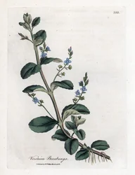 Brooklime speedwell, Veronica beccabunga. Håndfarvet kobberstik fra en botanisk illustration af James Sowerby fra William Woodville og Sir William Jackson Hookers "" Medical Botany,"" John Bohn, London