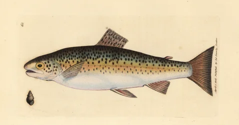Brunørred, Salmo trutta fario (Gillaroo-ørred, Salmo fario). Håndfarvet kobberstik af James Sowerby fra The British Miscellany, eller farvede figurer af nye, sjældne eller lidet kendte dyreemner.