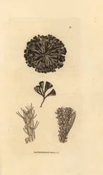 Bugulina avicularia (Flustra avicularis). Håndfarvet kobberstik af James Sowerby fra The British Miscellany, eller farvede figurer af nye, sjældne eller lidet kendte dyreemner.