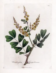 Campeche eller campeche træ - Logwood, Haematoxylum campechianum. Håndfarvet kobberstik fra en botanisk illustration af James Sowerby fra William Woodville og Sir William Jackson Hookers "" Medical Botany,"" John Bohn, London