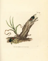 Carabus nitens bille. Håndfarvet kobberstik af James Sowerby fra The British Miscellany, eller farvede figurer af nye, sjældne eller lidet kendte dyreemner.