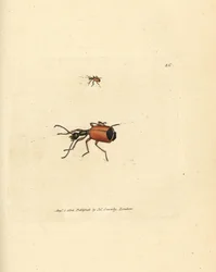 Carabus rotundicollis bille. Håndfarvet kobberstik af James Sowerby fra The British Miscellany, eller farvede figurer af nye, sjældne eller lidet kendte dyreemner.