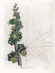Castor - Ricinusoliefabrik, Ricinus communis. Håndfarvet kobberstik fra en botanisk illustration af James Sowerby fra William Woodville og Sir William Jackson Hookers "" Medical Botany,"" John Bohn, London