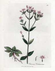 Centauree Chironia - Centaury, Chironia centaurium. Håndfarvet kobberstik fra en botanisk illustration af James Sowerby fra William Woodville og Sir William Jackson Hookers "" Medical Botany,"" John Bohn, London